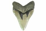 Serrated, Fossil Megalodon Tooth - South Carolina #137069-2